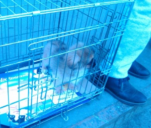 В Александрове сотрудники патрульно-постовой службы полиции вернули владелице похищенного щенка