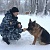 В Александрове служебная собака Феличе вновь помогла полицейским раскрыть преступление